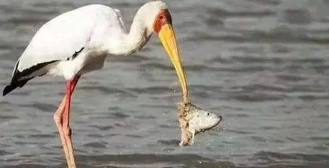 一隻鳥正在捕魚，突然出現一隻鱷魚張開嘴，接下來一幕不可思議！