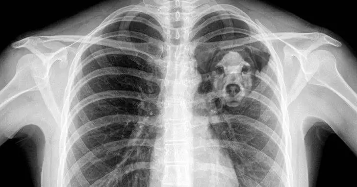 為何失去狗狗「會感到撕心裂肺」　科學家的解答讓主人猛點頭：沒錯