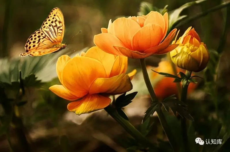 你若盛開，蝴蝶自來；你若精彩，天自安排