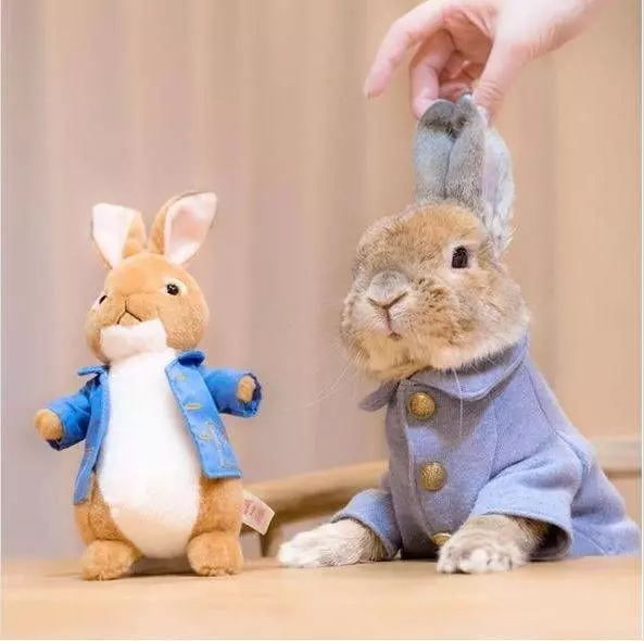 「IG最潮兔」身穿主人手作行頭　一換藍衣根本彼得兔真兔版❤
