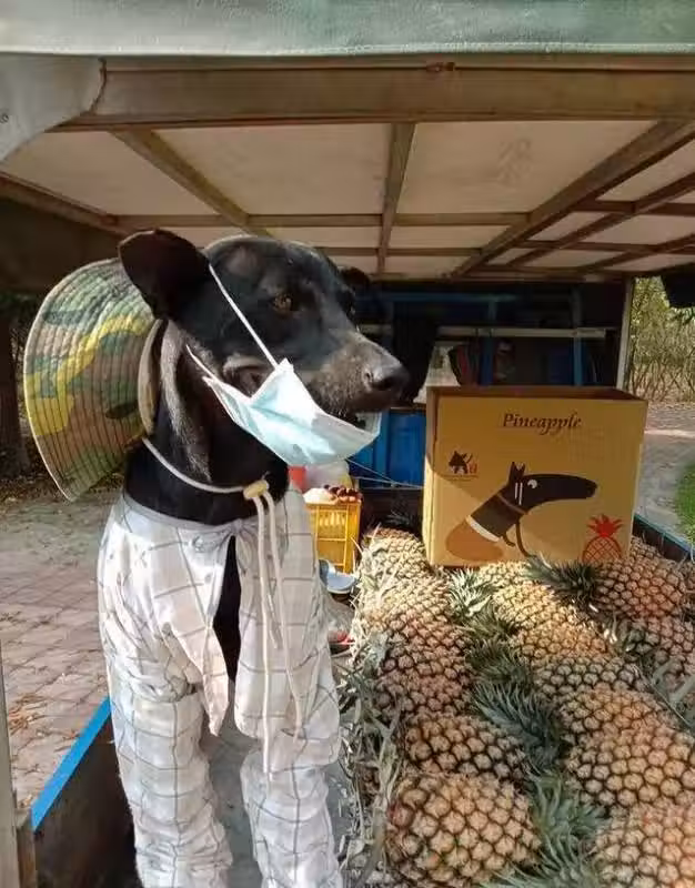 /www/bananadaily.net/web/images/image/2029/20292924.avif