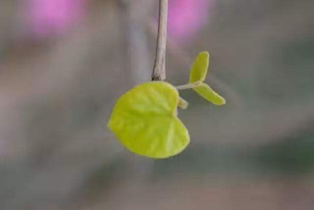 /www/bananadaily.net/web/images/image/2029/20295047.avif