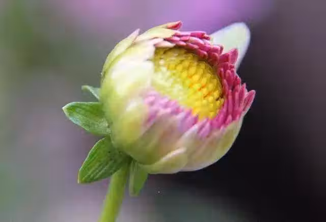 /www/bananadaily.net/web/images/image/2029/20296692.avif