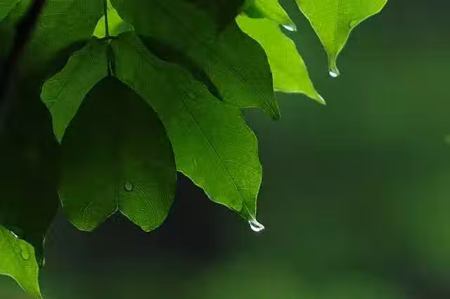 /www/bananadaily.net/web/images/image/2029/20299701.avif