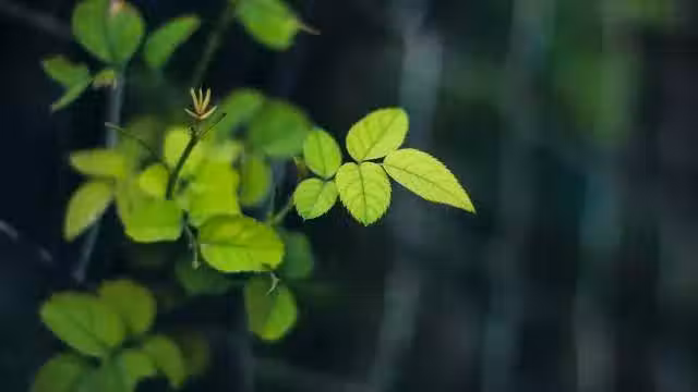/www/bananadaily.net/web/images/image/2029/20299702.avif