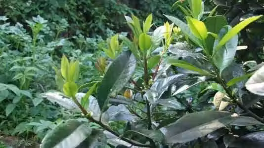 /www/bananadaily.net/web/images/image/2030/20302075.avif