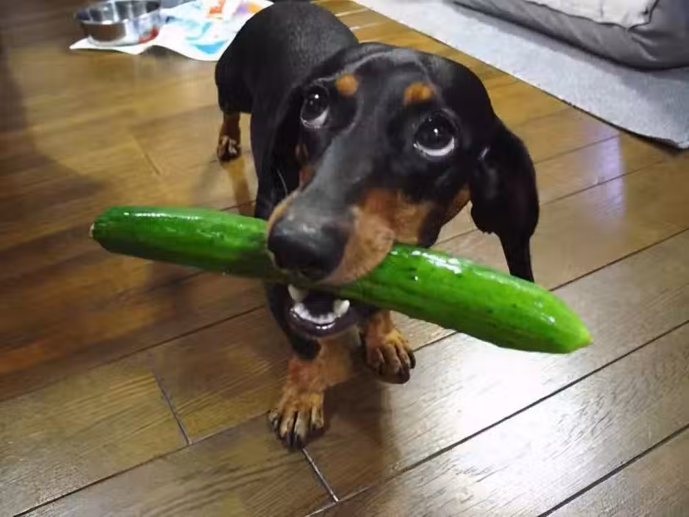 /www/bananadaily.net/web/images/image/2097/20976849.avif