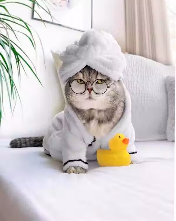 /www/bananadaily.net/web/images/image/2098/20988775.avif