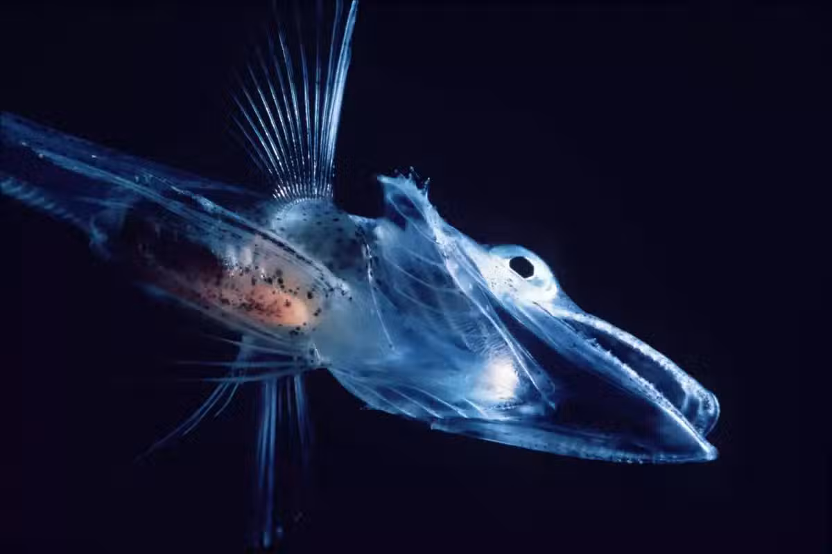 /www/bananadaily.net/web/images/image/2163/21637397.avif