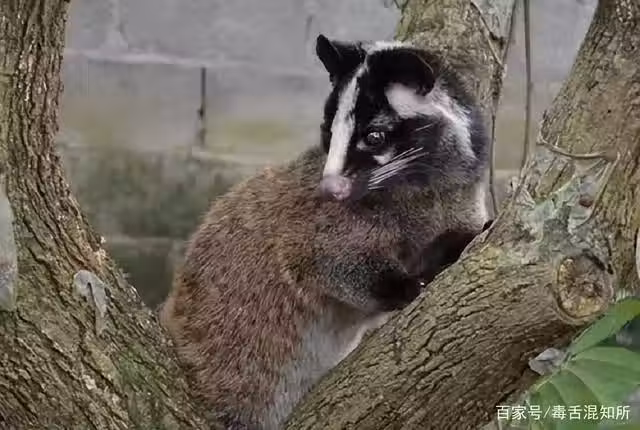 /www/bananadaily.net/web/images/image/2168/21683172.avif