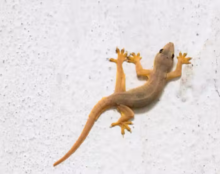 /www/bananadaily.net/web/images/image/2185/21850679.avif