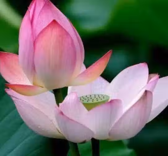 /www/bananadaily.net/web/images/image/2239/22394093.avif