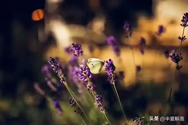 /www/bananadaily.net/web/images/image/2274/22748038.avif