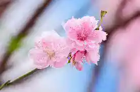/www/bananadaily.net/web/images/image/2274/22749726.avif